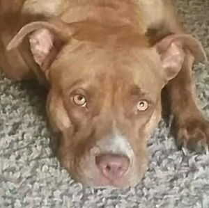 Meet your Posher, Dennis